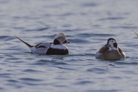 Long-tailed duck