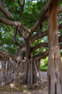 Mighty strangler fig