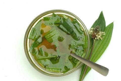Medicinal plantain