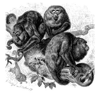 Howler monkeys