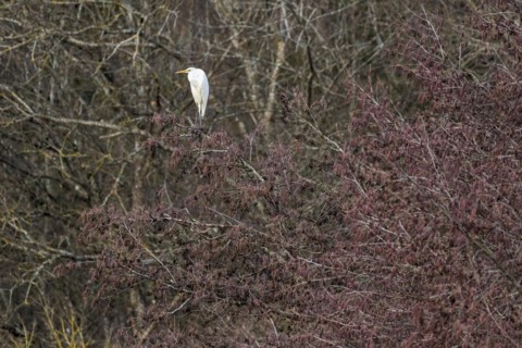 Great egret