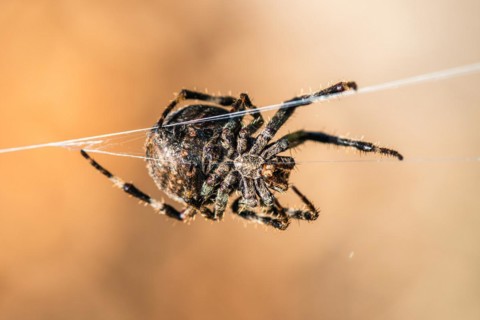 Gorse Orb-weaver