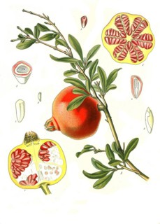 Medicinal plant