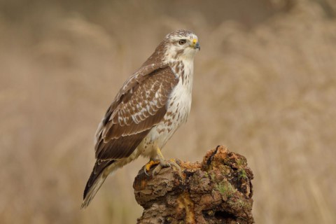 Common steppe buzzard