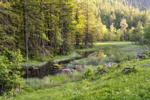 The moor near Feldsee in the evening light