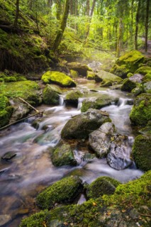 A stream in the forest with stones and moss