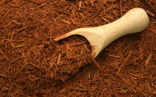 Medicinal herbs: Bloodwood tree