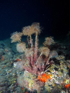 Group of mediterranean fanworm