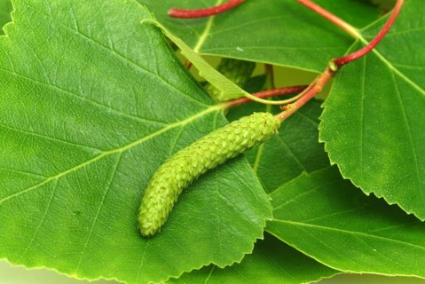 Medicinal plant Birch