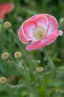Poppy flowers