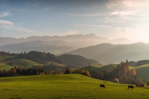 Cattle pastures in Appenzell