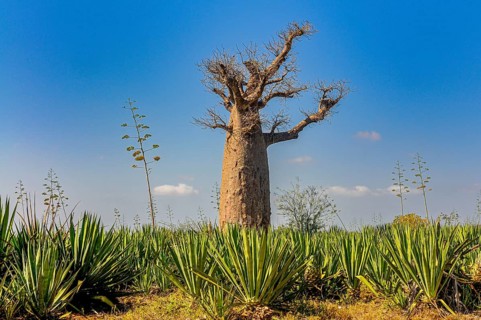 Hube baobab tree in the Berenty private reserve