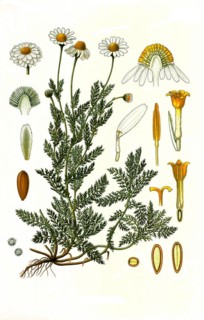 Dog-fennel