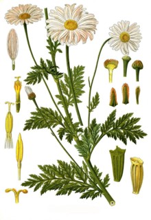 Medicinal plant