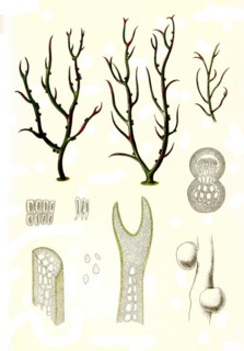 Gracilaria lichenoides greville