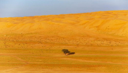 Single tree in the middle of Wahiba Sands Desert