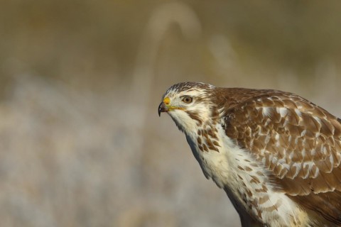 Steppe buzzard
