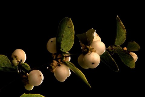 European mistletoe