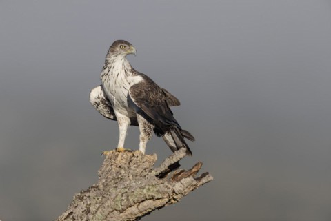 Bonellis eagle
