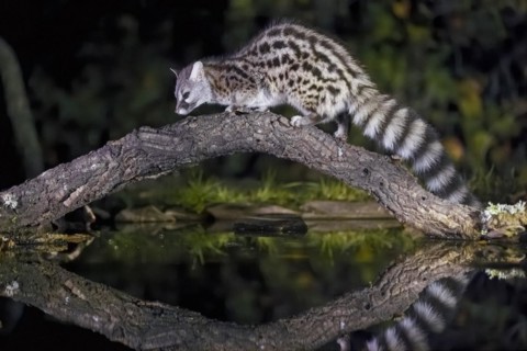 Common genet