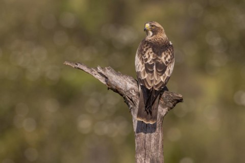 Booted eagle
