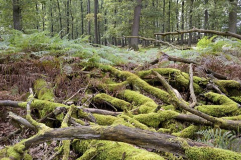 Deciduous forest