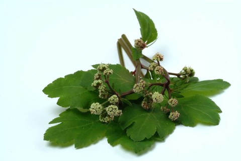 Sanicula
