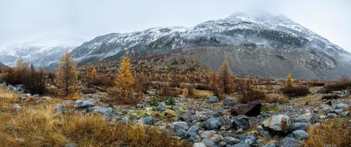 Autumn larch forest in Val Morteratsch