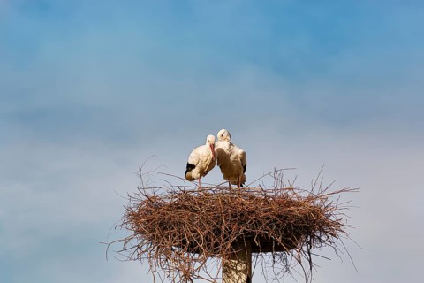 White storks