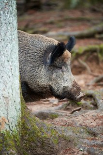 Portrait of a Central European boar