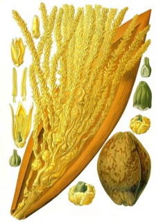 Medicinal plant
