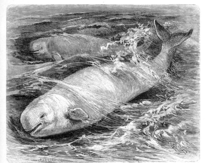 Beluga