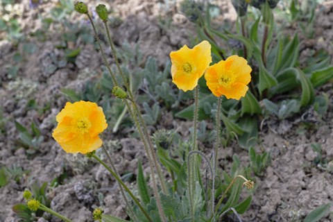 Tian Shan Poppy