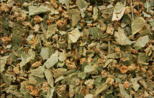 Dried lime blossoms