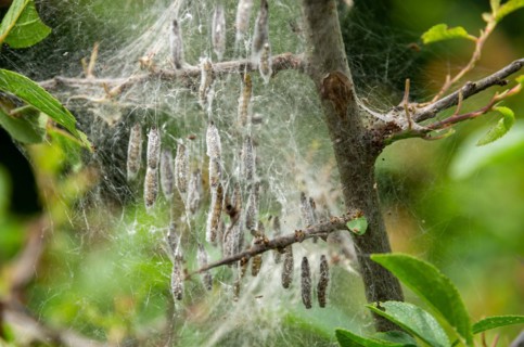 Web of spun-in caterpillars of the webbing moth on a shrub