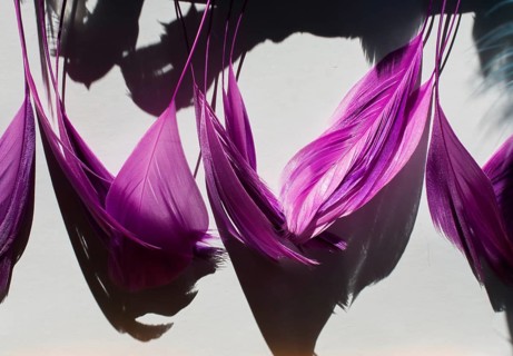 Collection of colored decorative feathers placed on white background