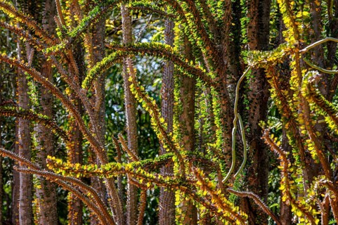 Spiny forest in the Berenty private reserve