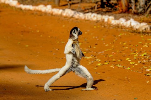 Dancing Leaping verreauxi lemur