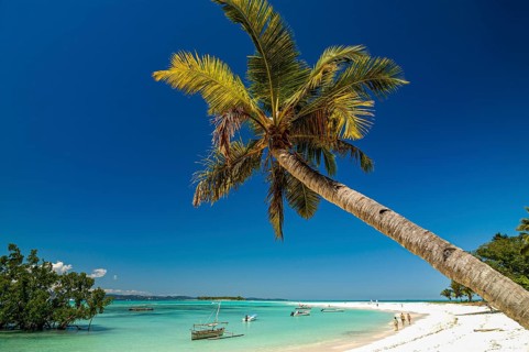 Palm tree on a beautiful white sand beach