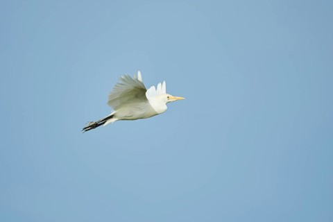 Cattle egret