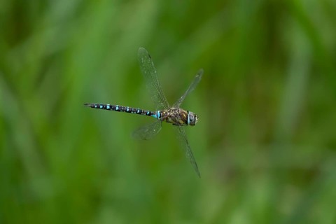 Migrant hawker