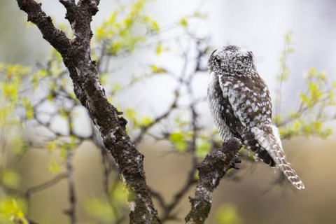 Northern hawk owl