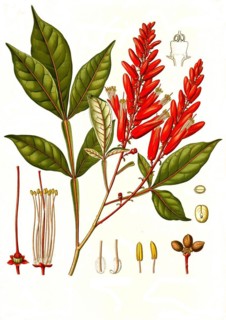 Medicinal plant