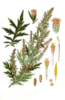 Medicinal plant
