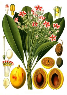 Medicinal plant