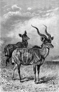 Lesser kudu