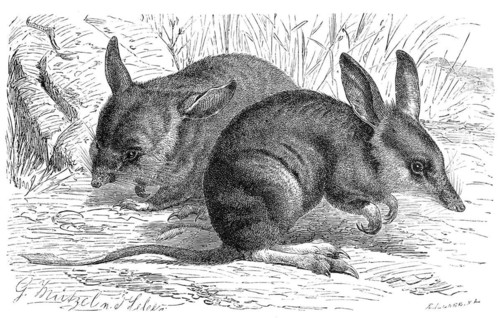 Long-nosed bandicoot