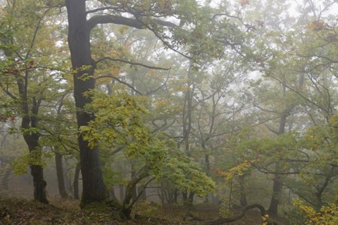 Oak trees