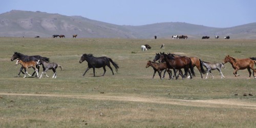 Horses running in the steppe near Song Kol Lake