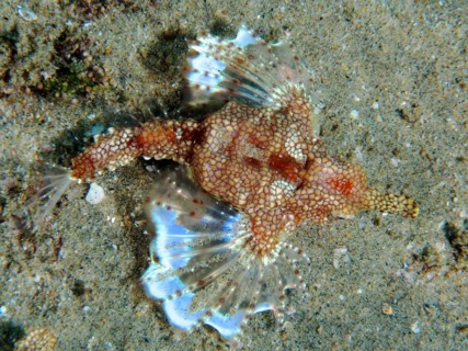 A little dragonfish